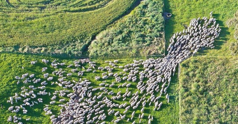 Understanding SNPs: The Building Blocks Behind Smarter Livestock Breeding