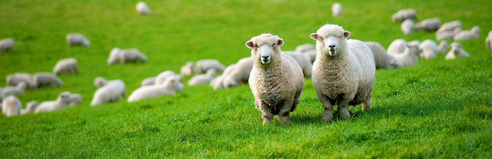 Sheep