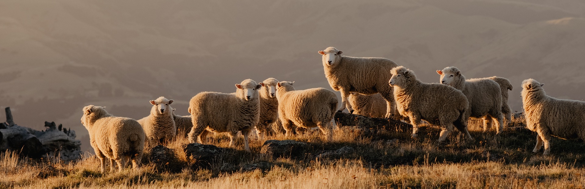 Sheep