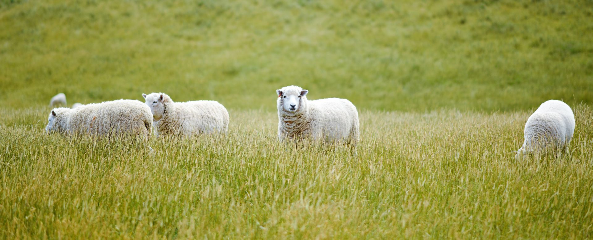 sheep