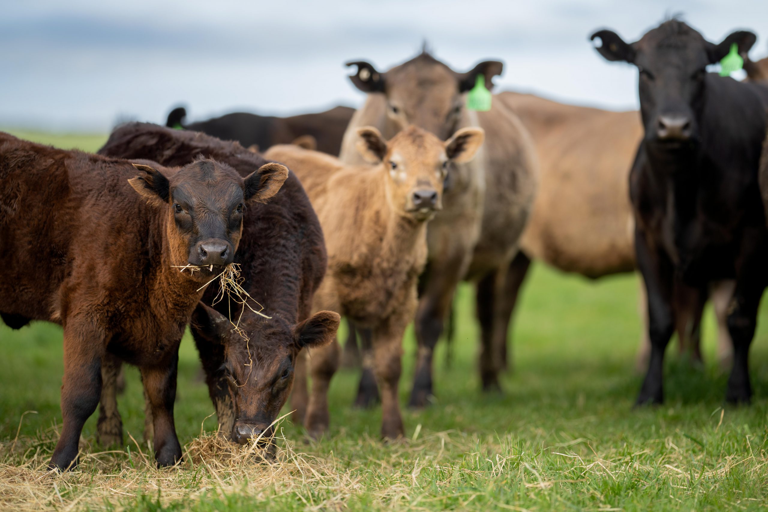 Cattle DNA Testing Australia