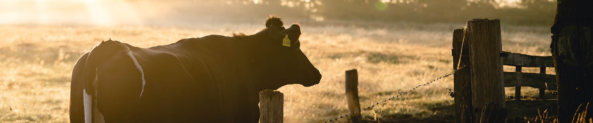 Australian Livestock Industry: Year In Review