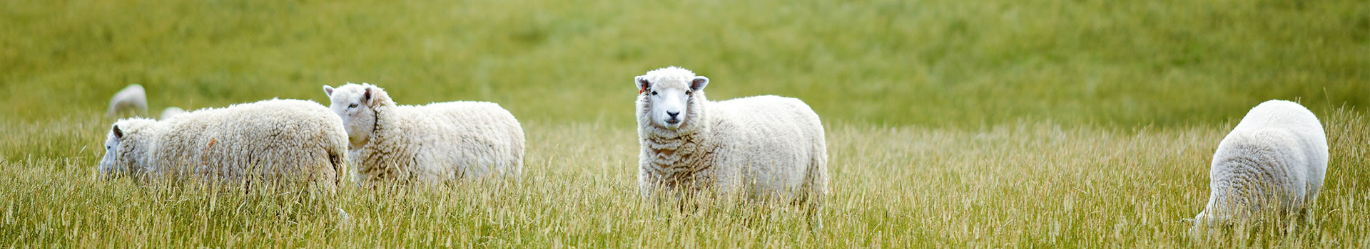 ASBVs: A Guide To Using Sheep Genetics Australia