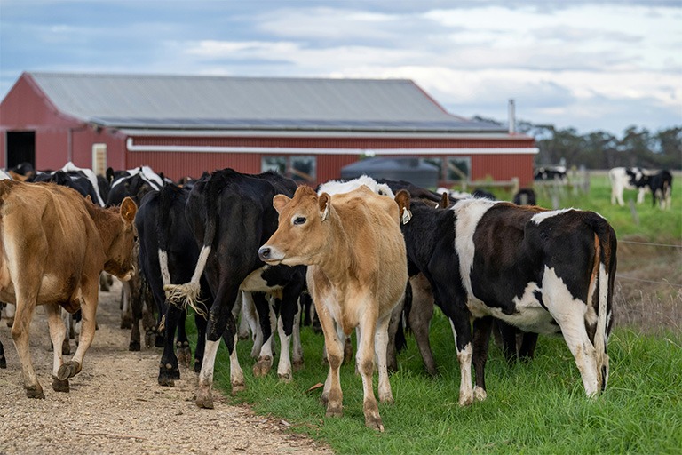 Regulatory Aspects of Genetic Testing in Livestock: What Producers Need to Know