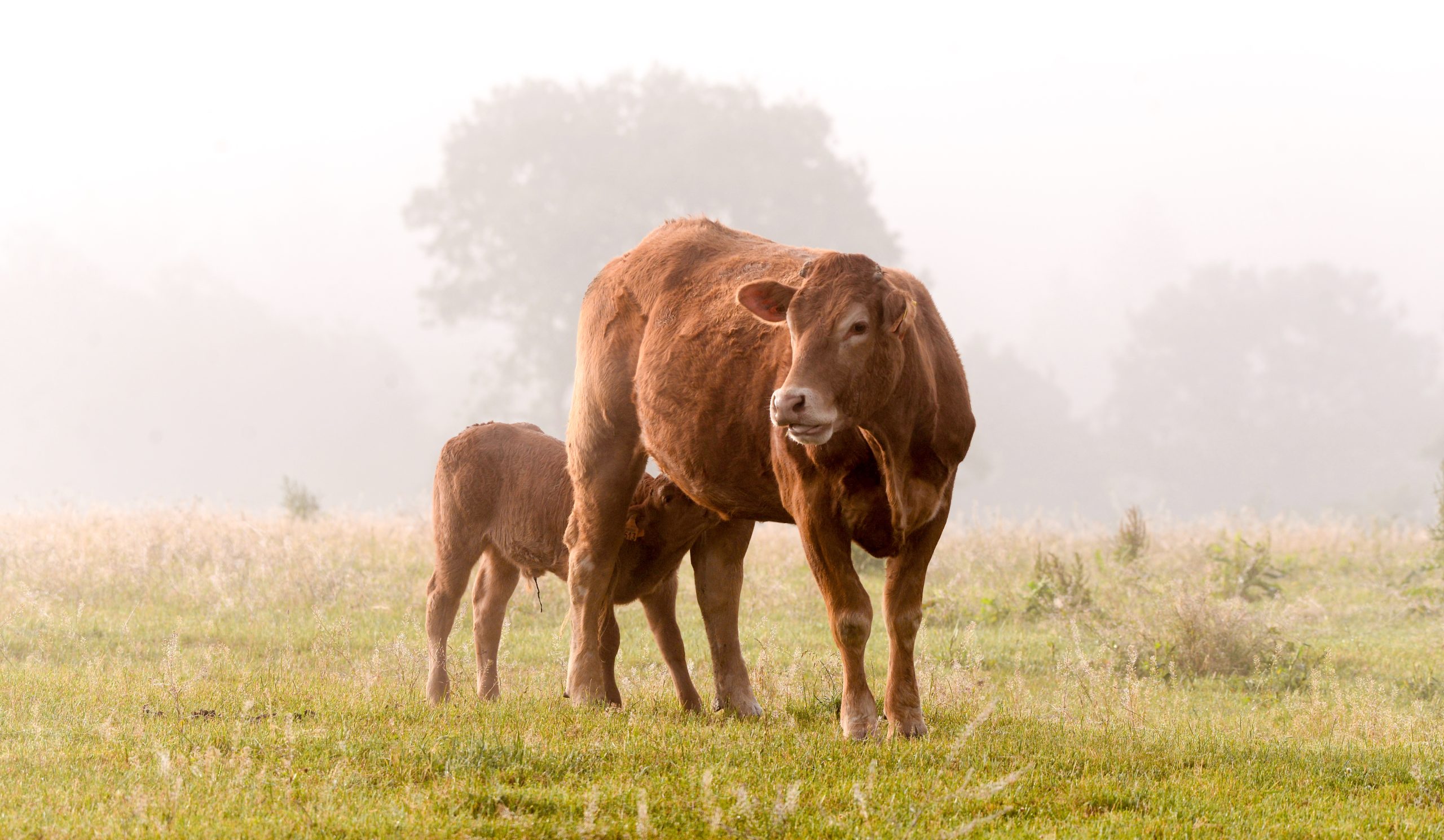 Limousin Cattle DNA Testing