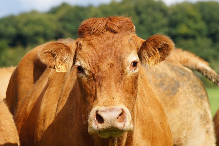 Limousin Cattle