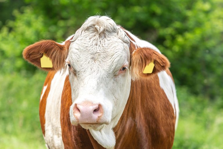 Simmental Cattle