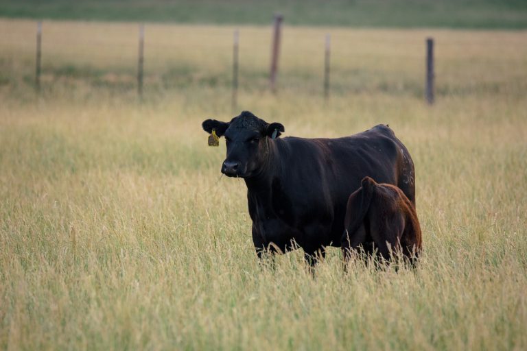 Angus Cattle