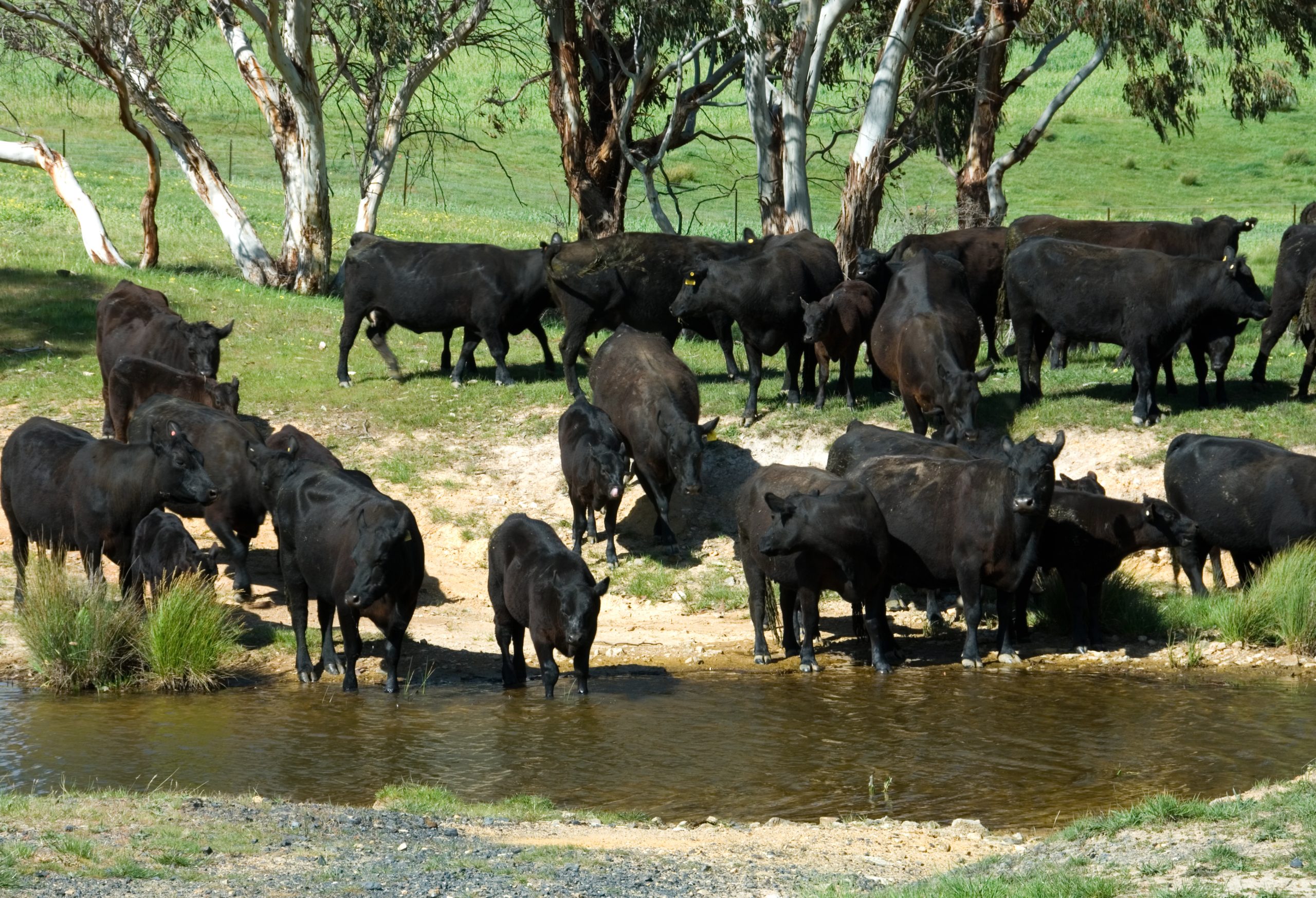 Angus Cattle DNA Testing