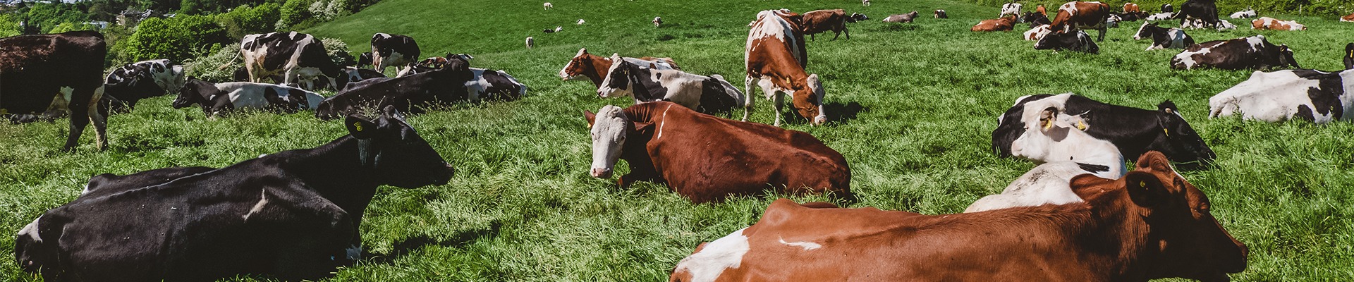 Crossbreeding for Sustainability: The Role of Genomic Selection in Livestock Breeding