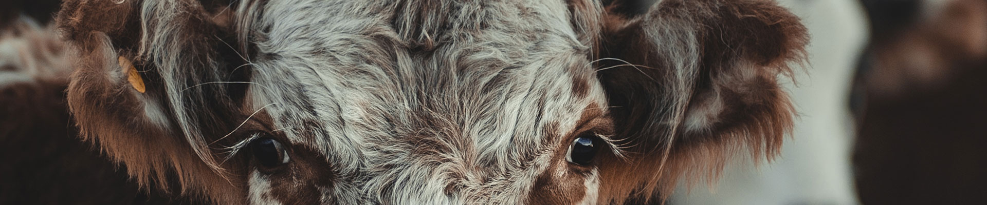 Shorthorn Cattle DNA Testing