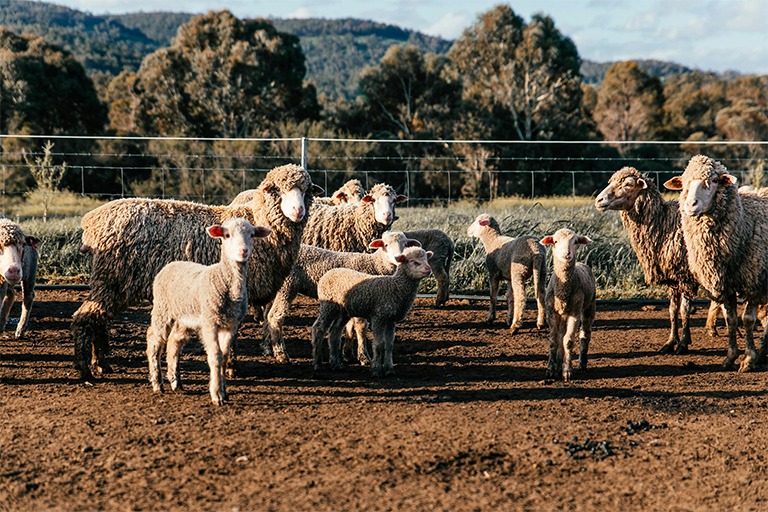 Case Study: The Role of Genomic Selection in Livestock Production