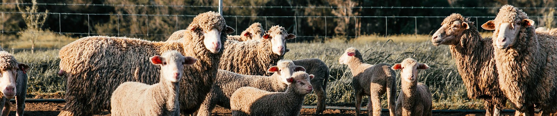 Case Study: The Role of Genomic Selection in Livestock Production