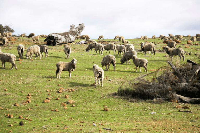 Reducing and Preventing Livestock Disease with Genotyping