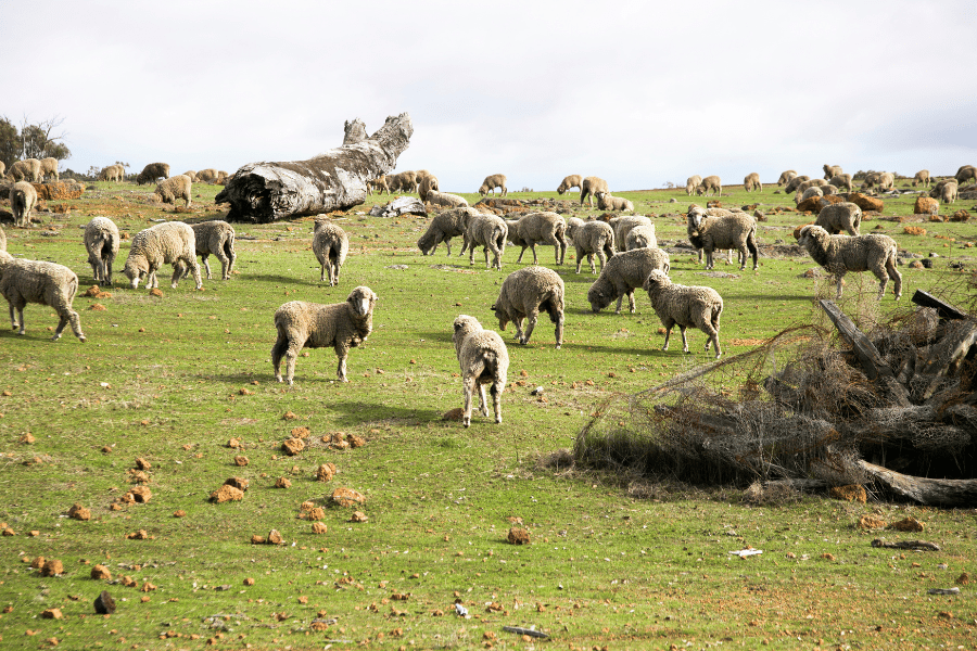 Reducing and Preventing Livestock Disease with Genotyping