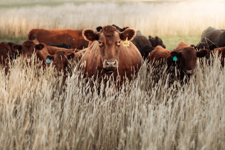 The Commercial Benefits of Genetic Testing for Cattle