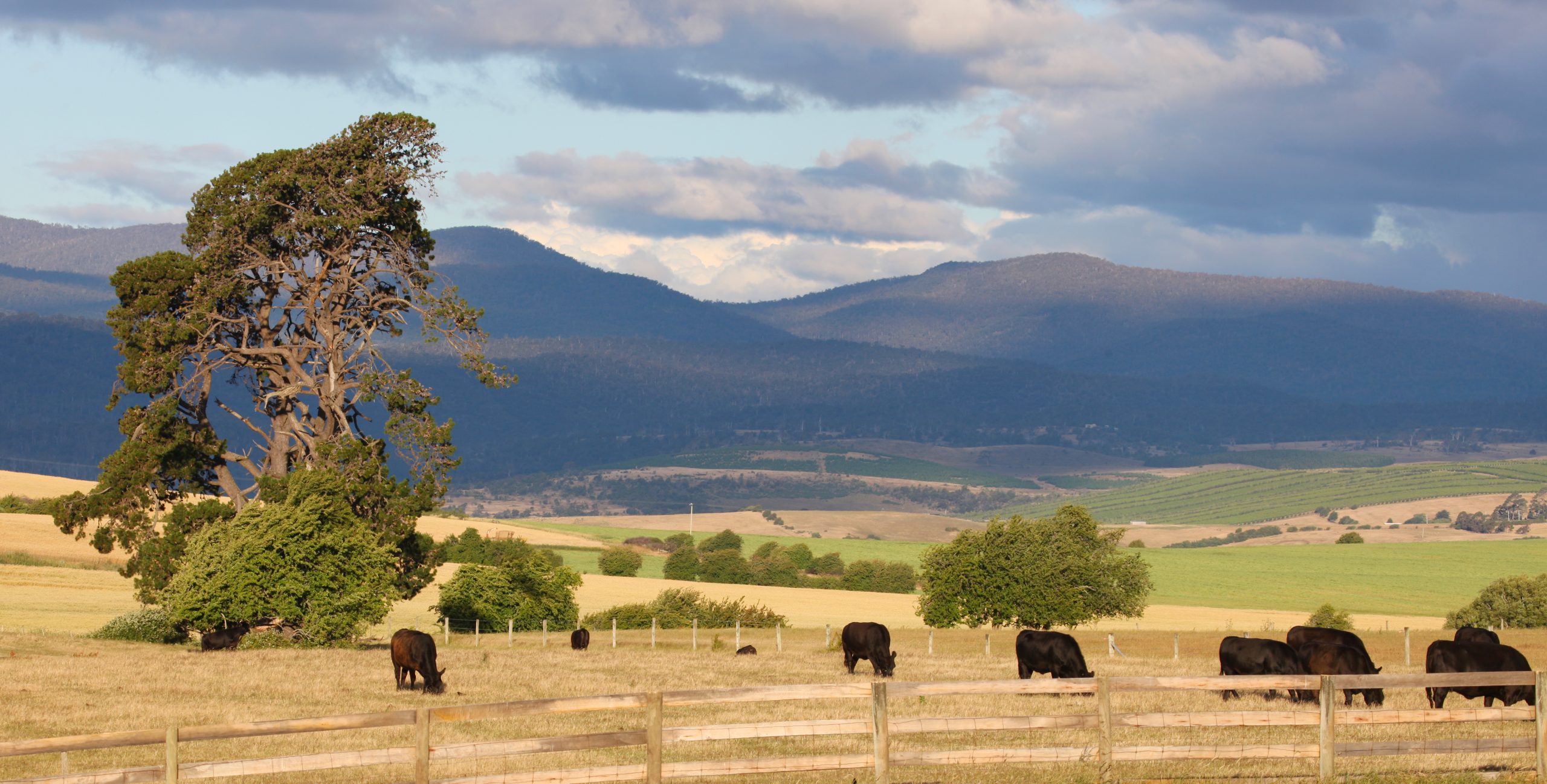 Australian Livestock Industry in Review 2025