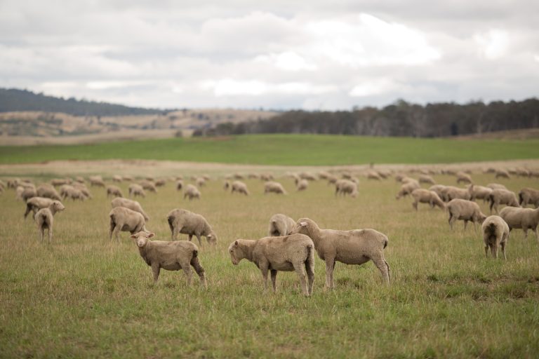 What is a Flock Profile?