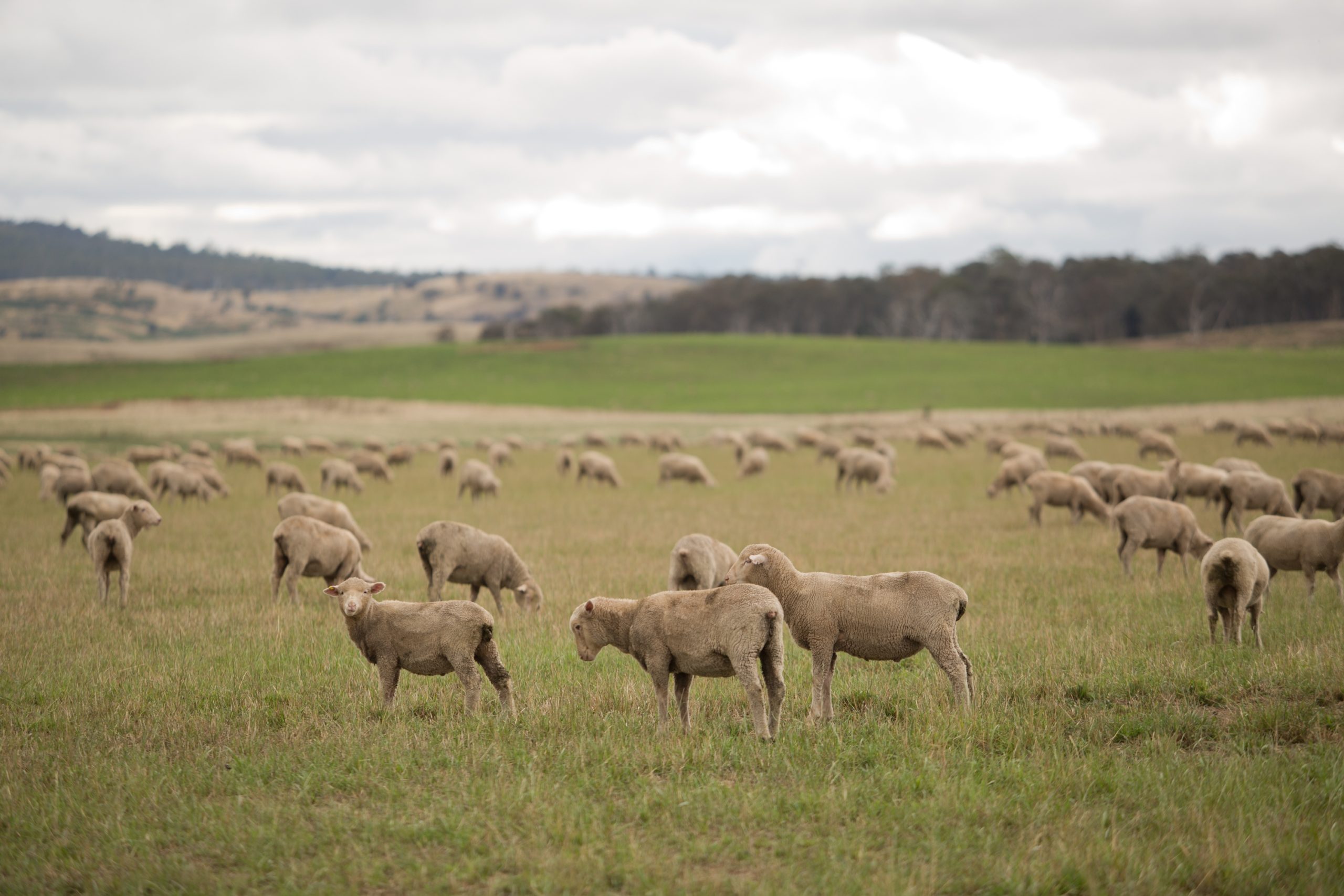 What is a Flock Profile?