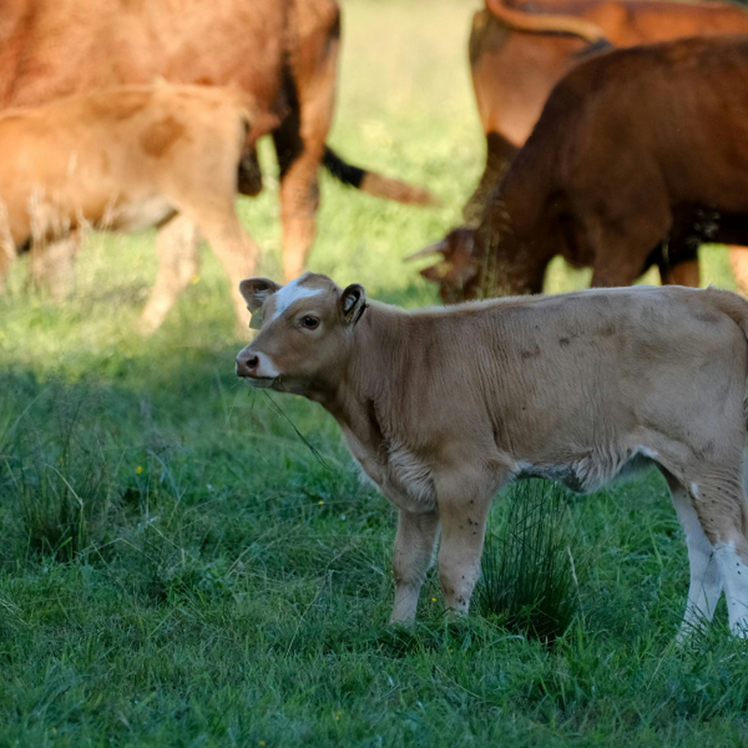 The Importance of Genotyping at Each Stage of Beef Cattle Production