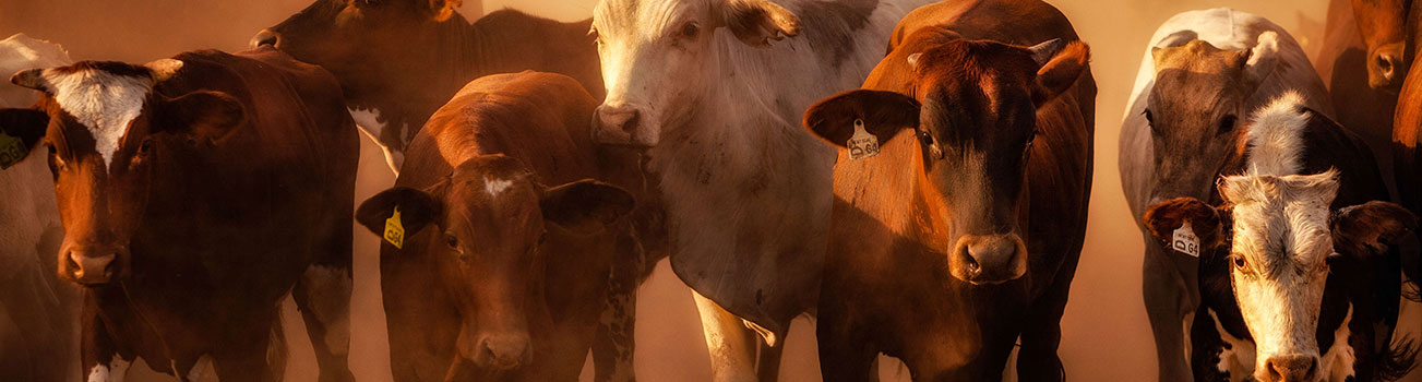 Bovine Viral Diarrhoea Virus (Pestivirus)