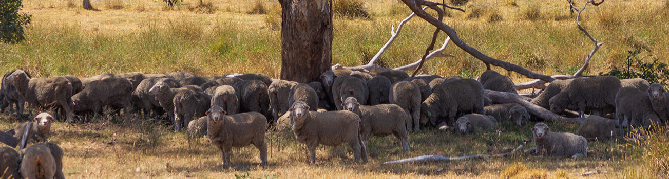 Genomic-Only Breeding Values