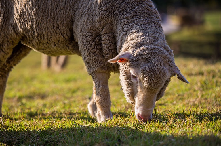 Flock Profile Testing