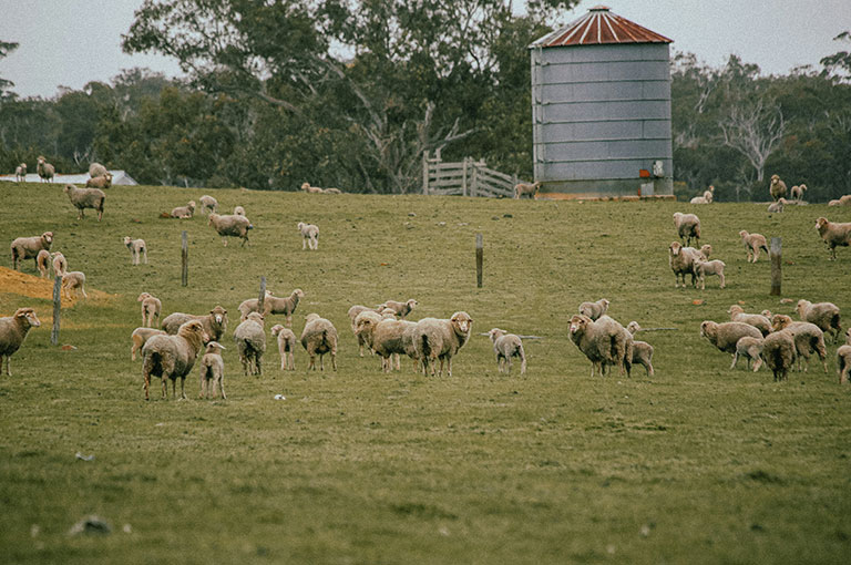 Genomic-Only Breeding Values