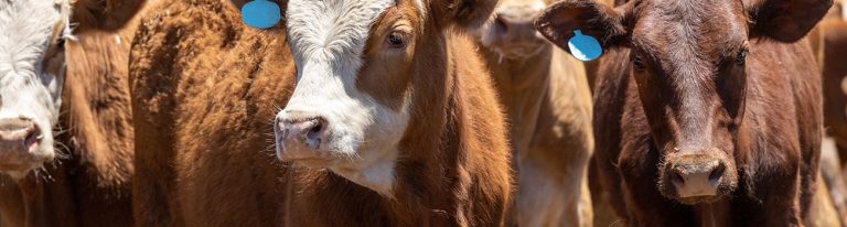 Bovine Trichomoniasis