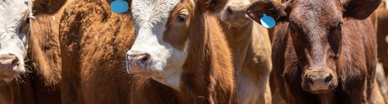 Bovine Trichomoniasis