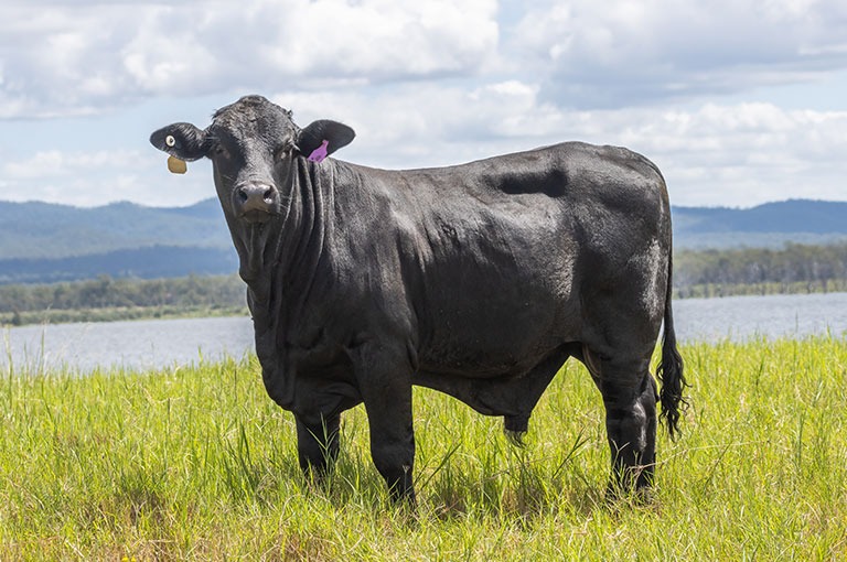 Bovine Trichomoniasis