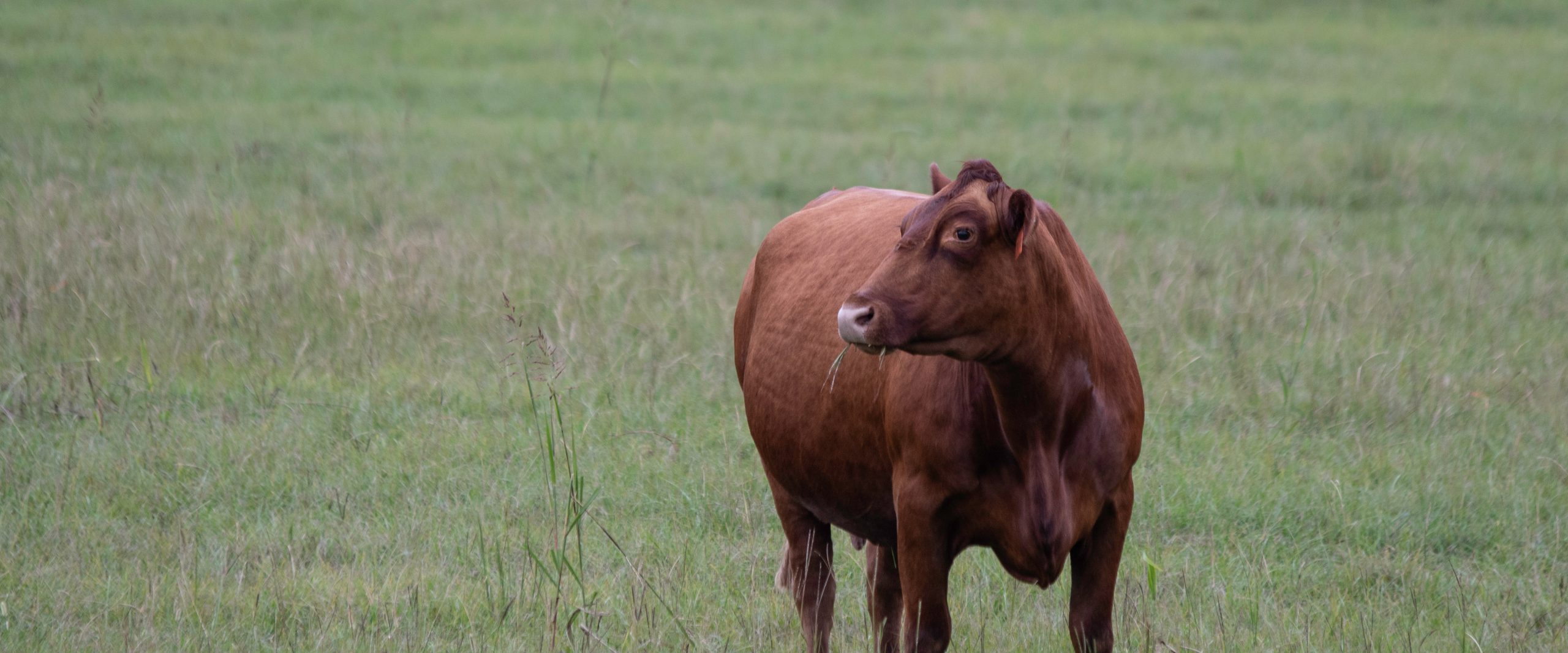Gelbvieh Cattle DNA Testing
