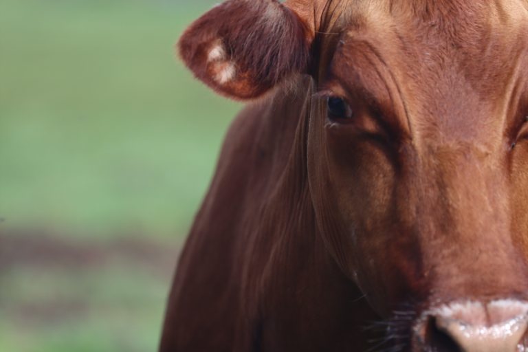 Gelbvieh Cattle