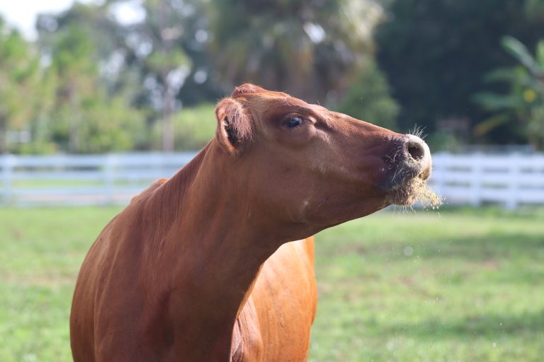 Gelbvieh Cattle