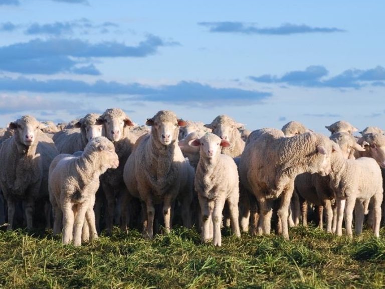 Wool Production (MERINOSELECT)