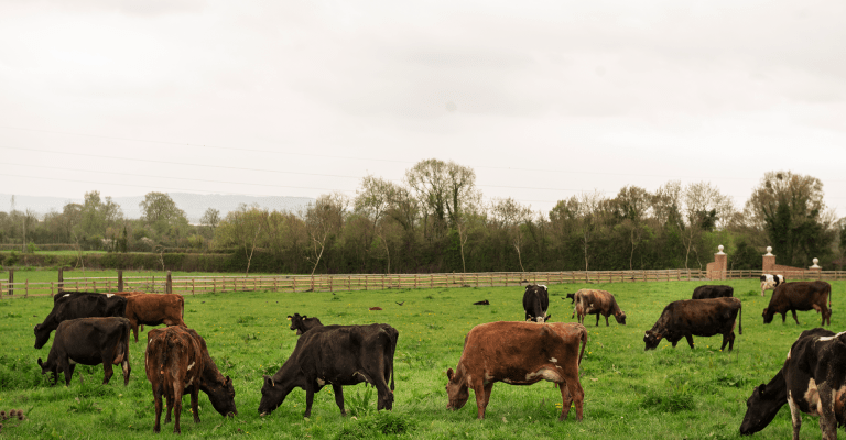 Parasite Control in Cattle and Sheep: How DNA Testing Supports Better Worm Management