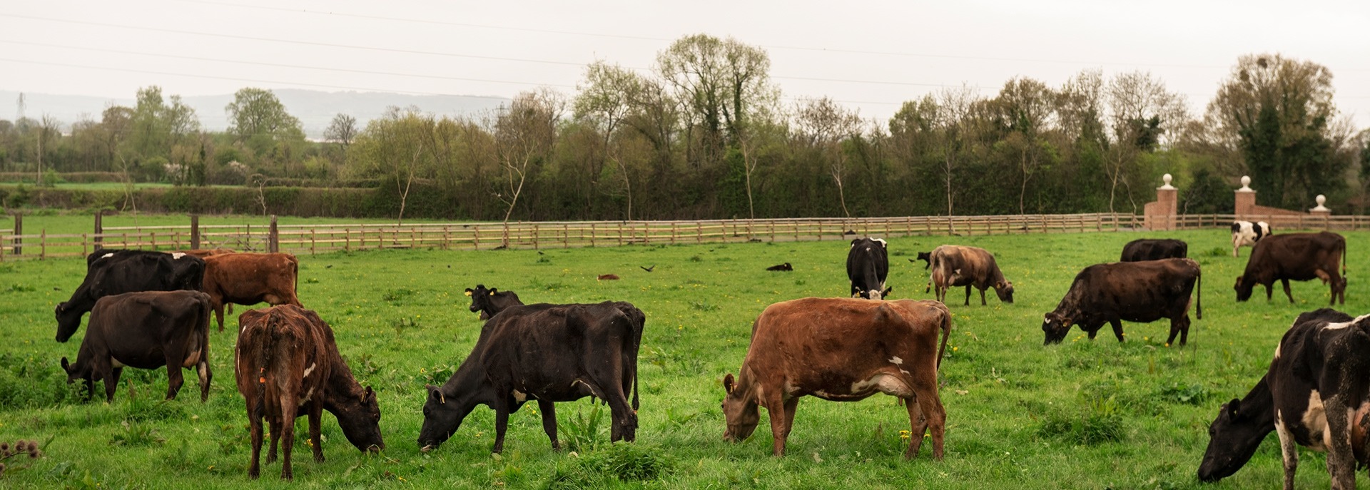 Parasite Control in Cattle and Sheep: How DNA Testing Supports Better Worm Management