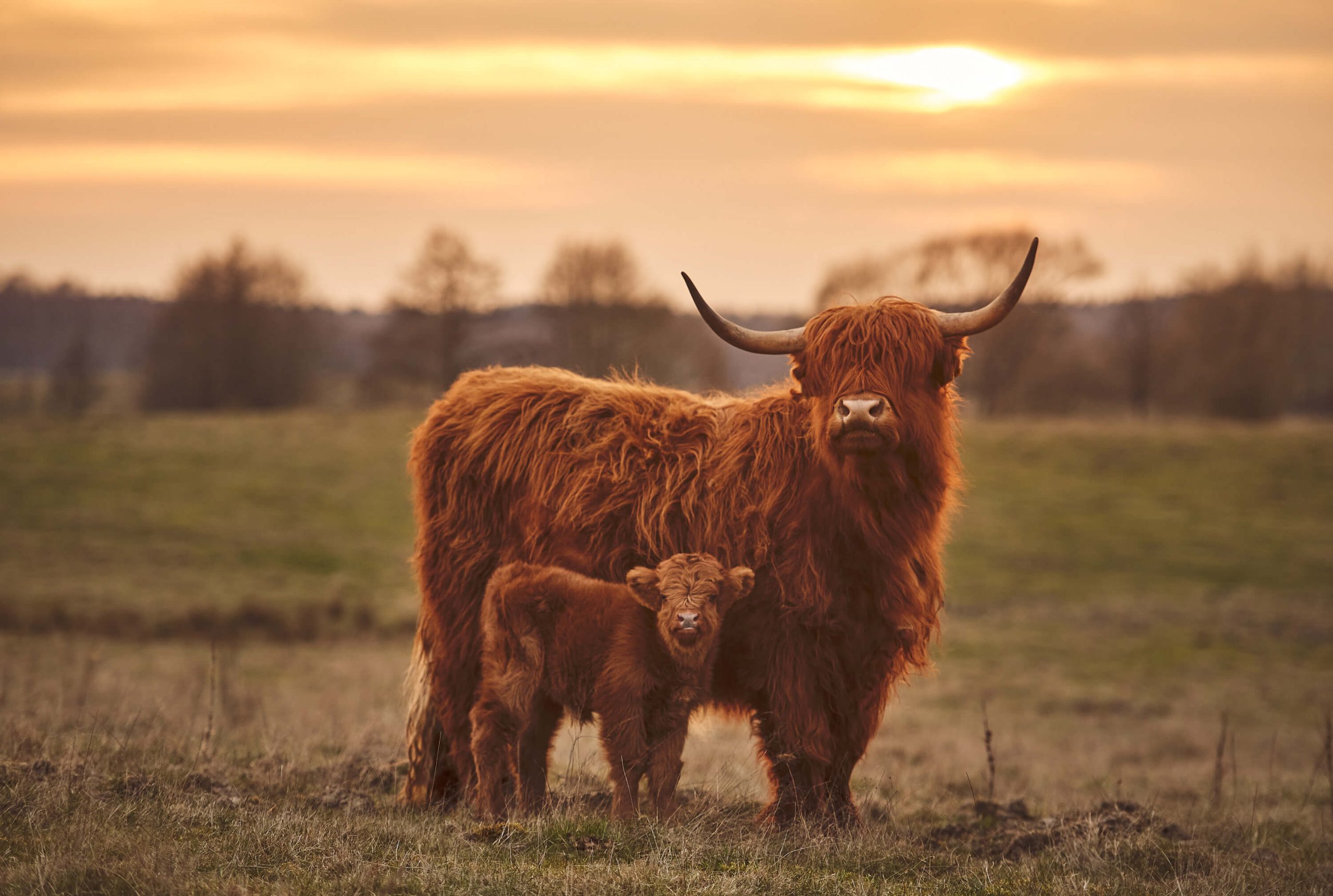 Highland Cattle DNA Testing