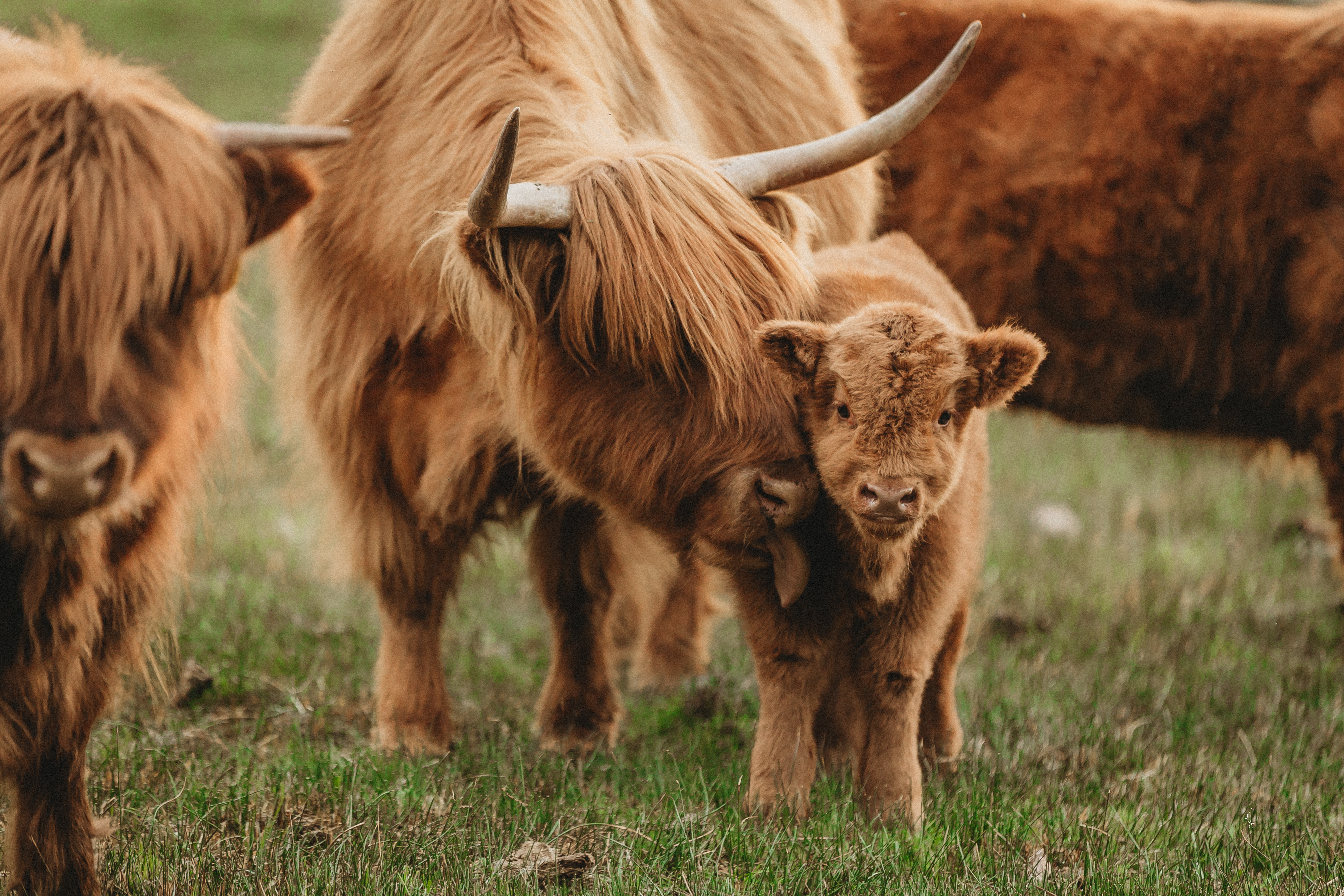 Highland Cattle