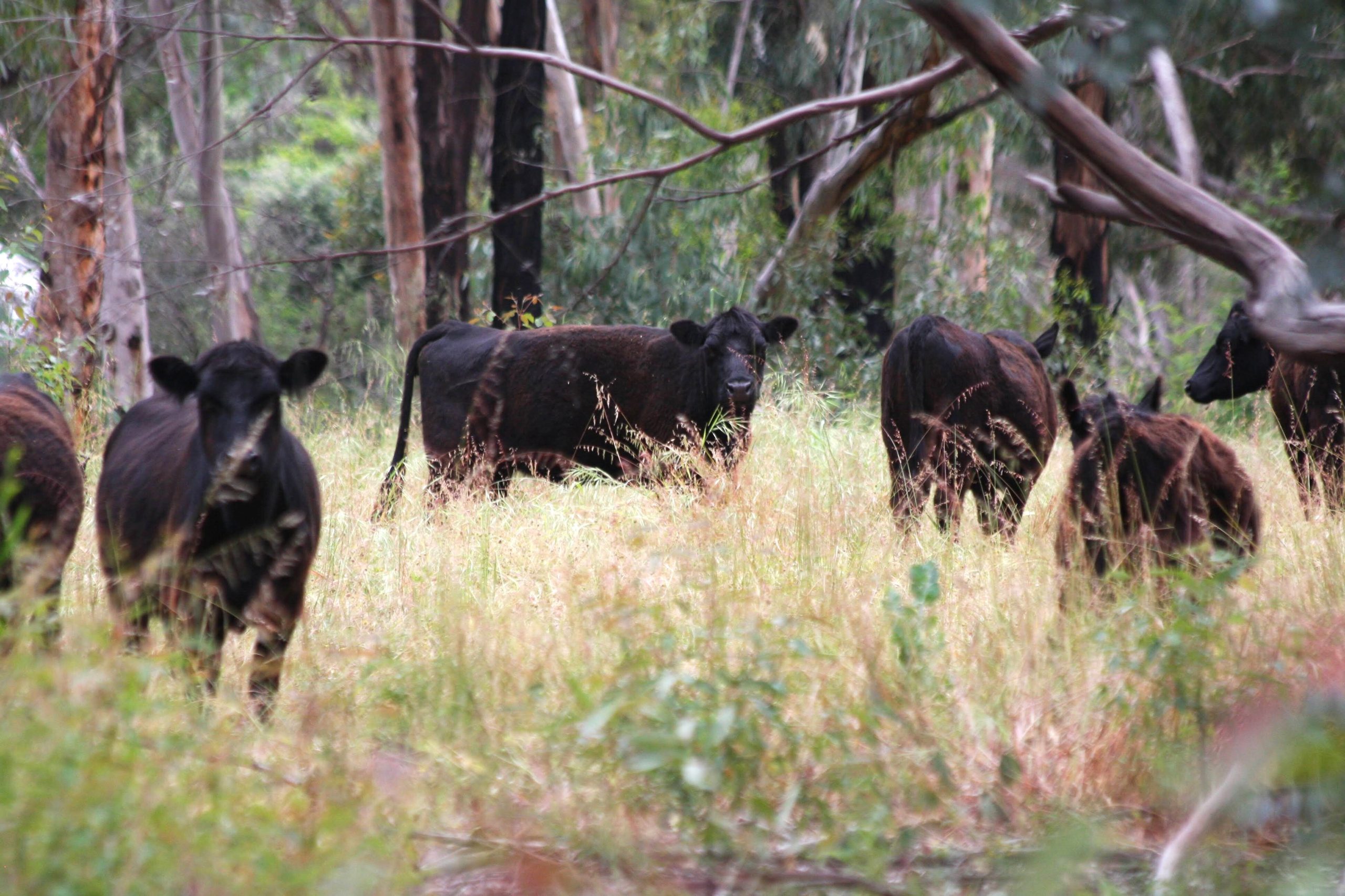 Lowline Cattle DNA Testing
