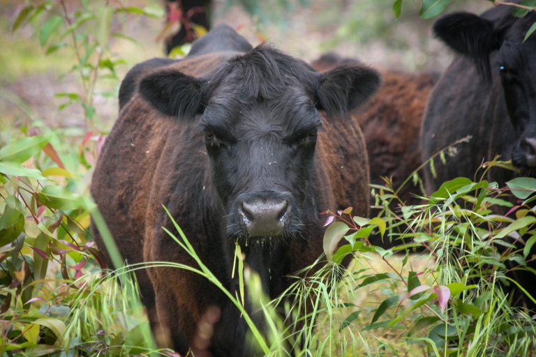 Lowline Cattle