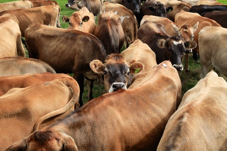 Jersey Cattle