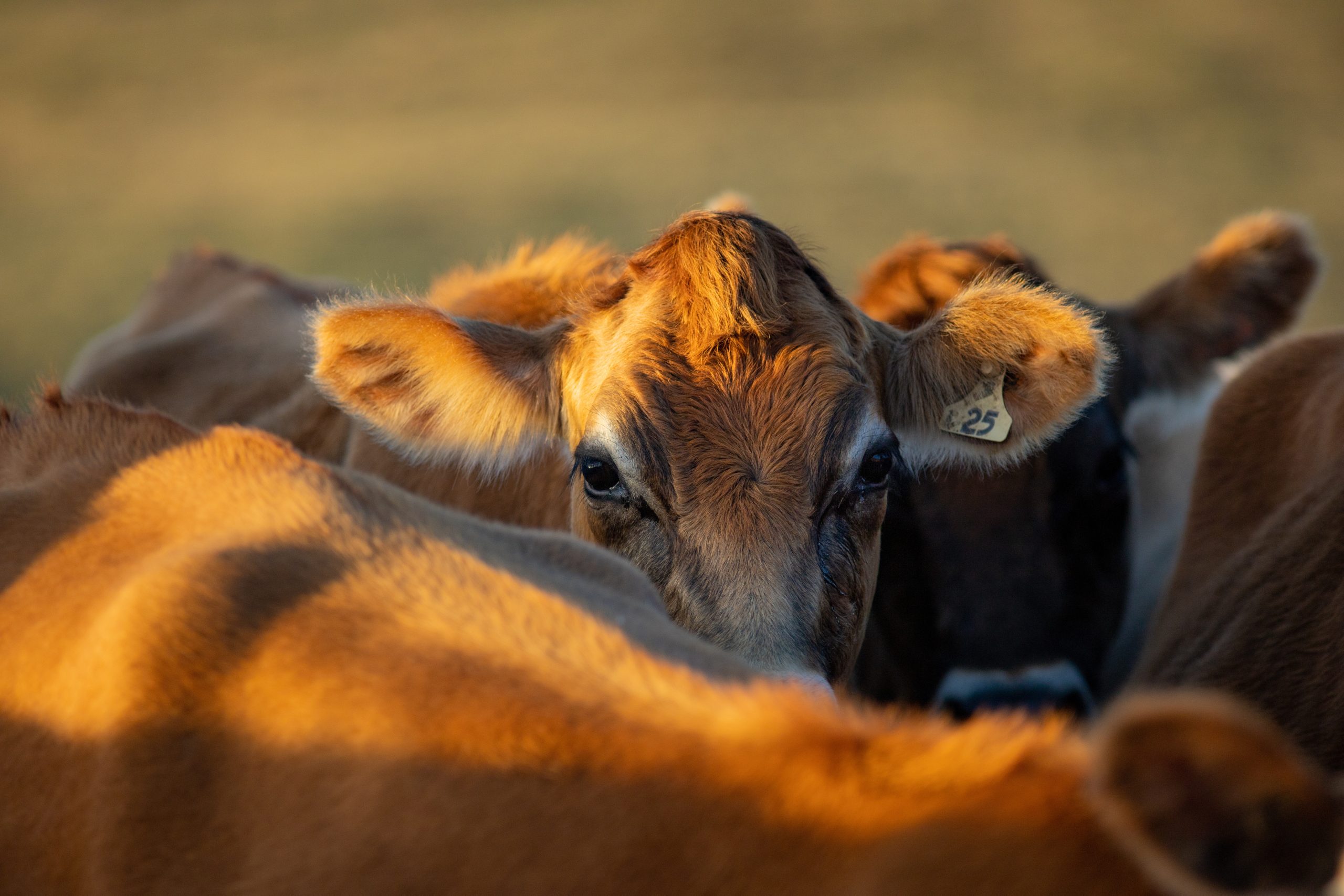 Jersey Cattle DNA Testing